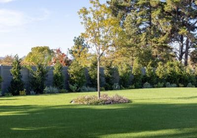 Lush Artificial Turf, skinned plan trees, new vinyl fencing and beautiful planters for Poway Residential Landscape Design & Build Renovation Project by Greenway Landscape Design & Build